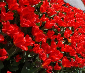 Where Are These Red Flowers?