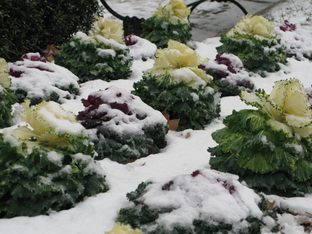 Ornamental kale in the snow