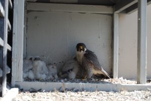 Mother falcon and her babies