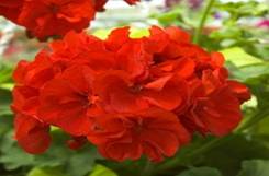 Downtown Alliance to Give Away 4,000 Geraniums at Bowling Green Park
