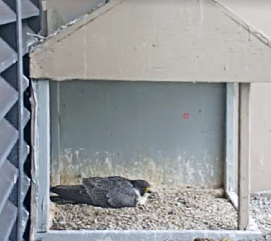 Four Eggs! Falcon’s Momentary Absence Reveals What’s In Her Downtown Nest.