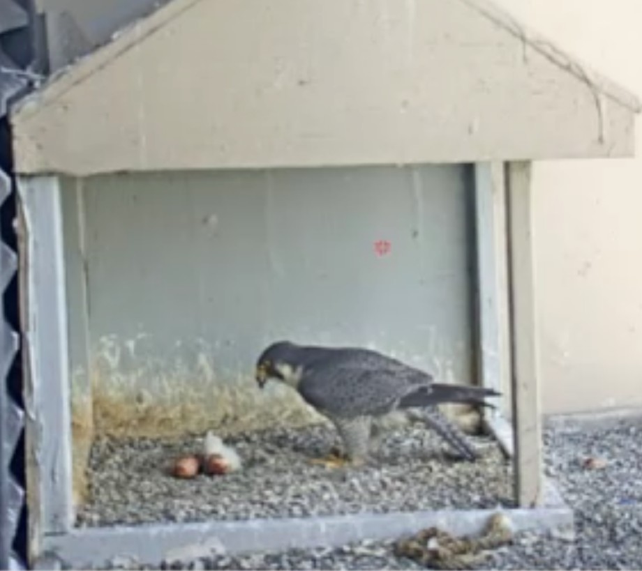 BREAKING: An Egg Has Hatched In The Water Street Falcon’s Nest