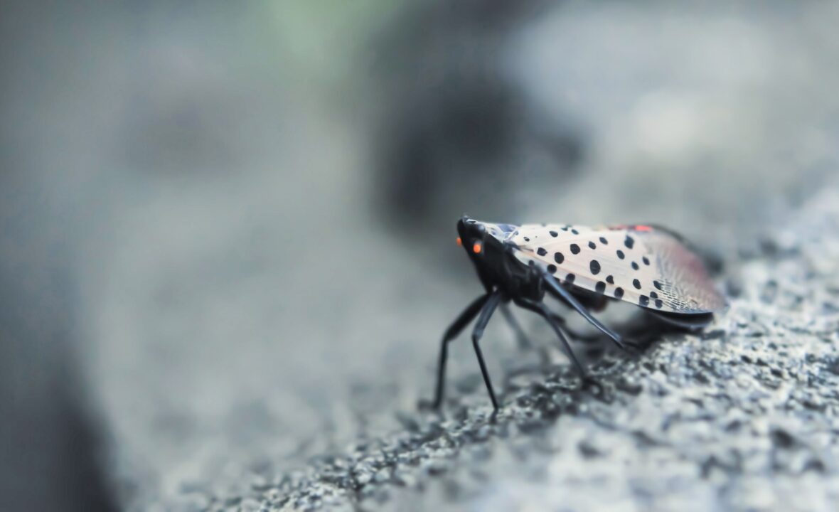 If You See a Spotted Lanternfly, Kill It