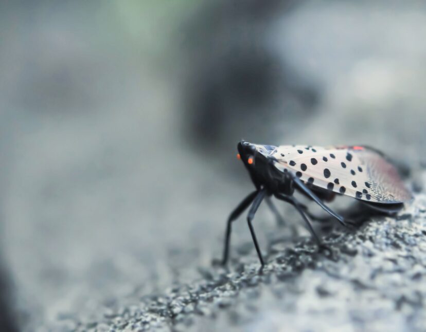 If You See a Spotted Lanternfly, Kill It