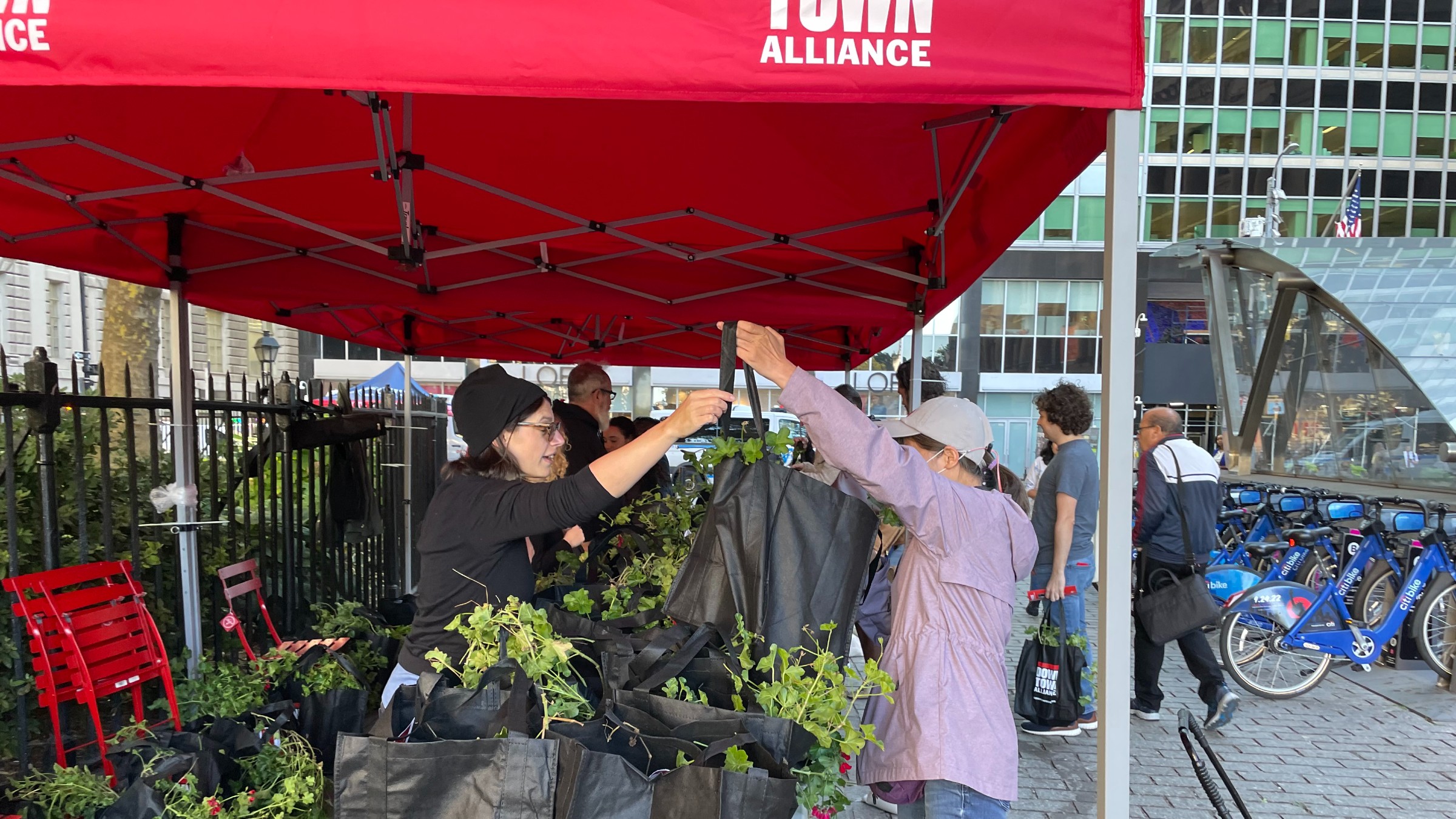 Enjoy Those Geraniums, Downtowners!