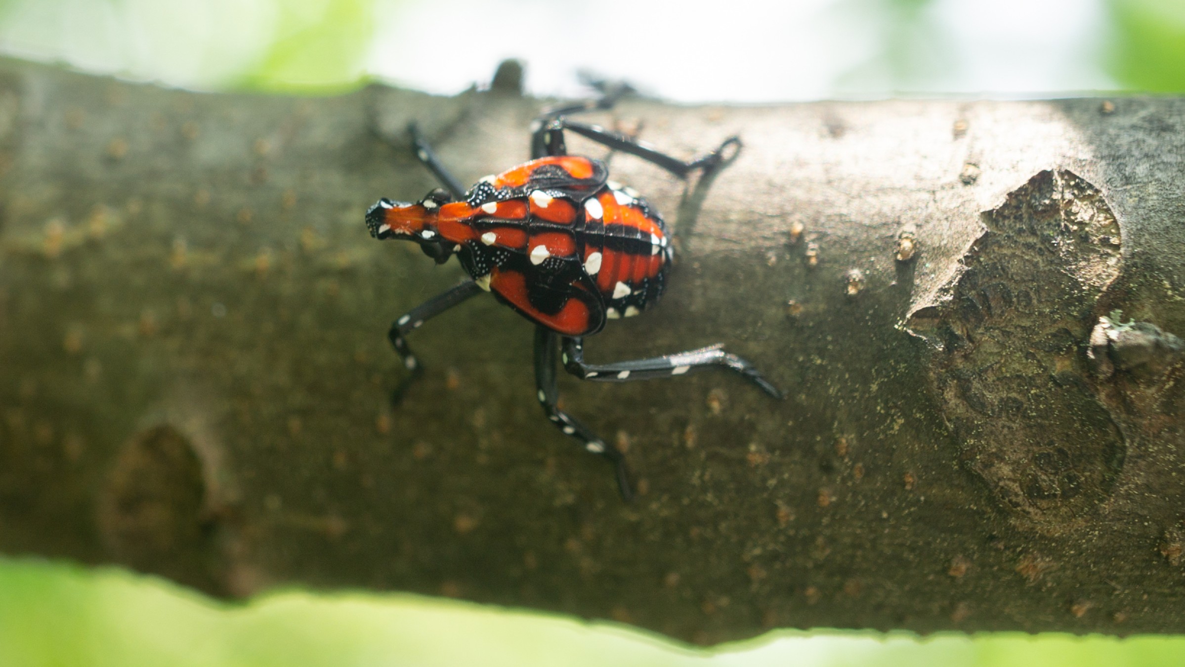 Folks, It’s Time to Kill the Lanternflies Again