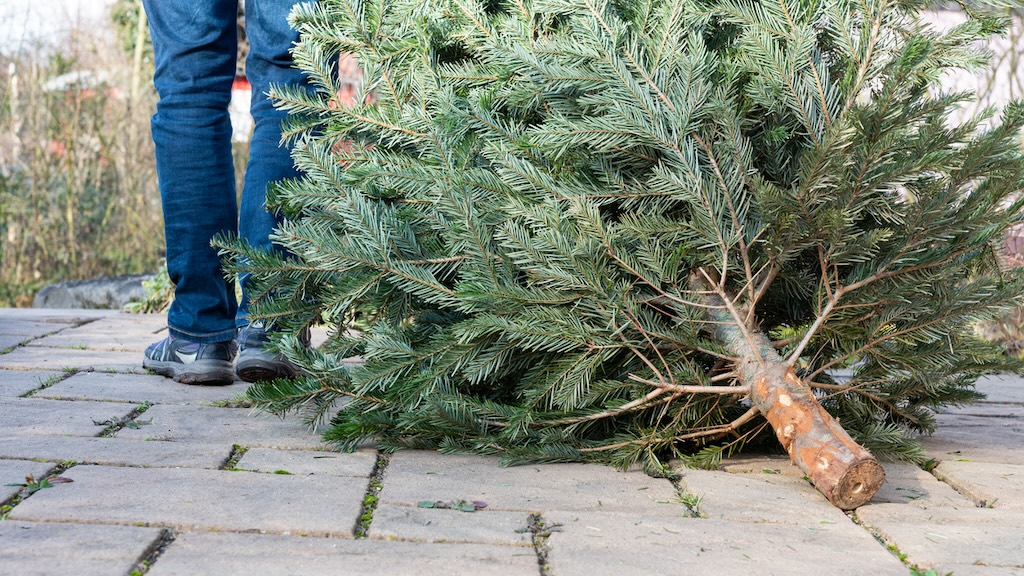 Toss Your Holiday Trees and Wreaths at the Parks Department’s Mulchfest