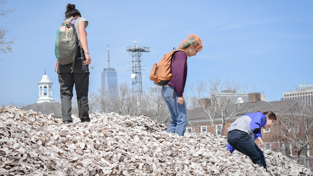Billion Oyster Project’s Gail Tierney on Turning New York Back Into the Big Oyster 