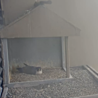 CUTE ALERT: It’s Baby Falcon Season at 55 Water St.