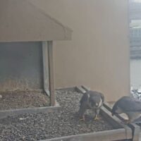 #FalconWatch2024: Peregrine Falcon Wins Easter Egg Hunt