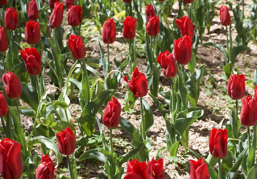 Go Dutch: Free Tulips for the Taking at Our Plant Giveaway 
