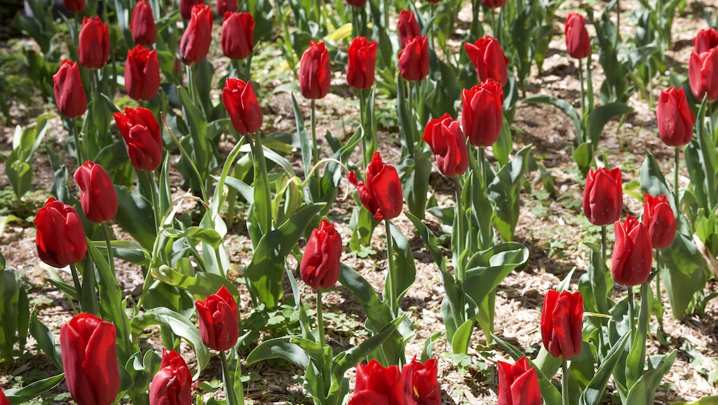 Come Get Your Free Tulip Bulbs on May 17!