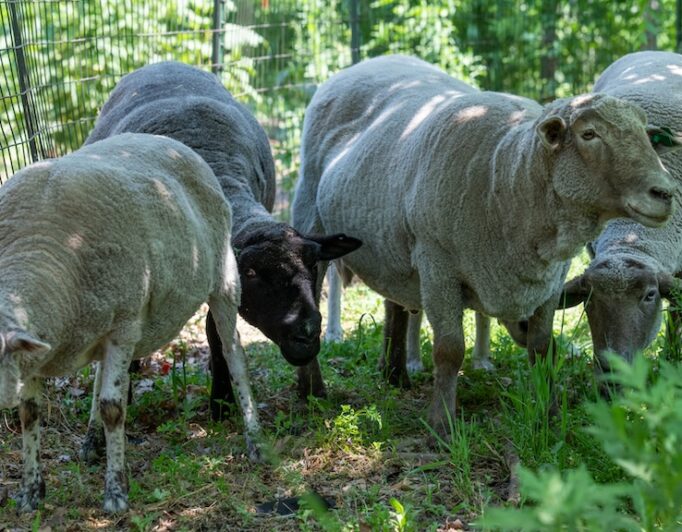 Have Ewe Herd? There Are Sheep on Governors Island — and We Paid Them a Visit!