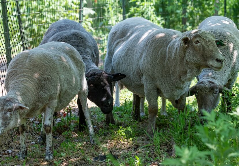 Have Ewe Herd? There Are Sheep on Governors Island — and We Paid Them a Visit!