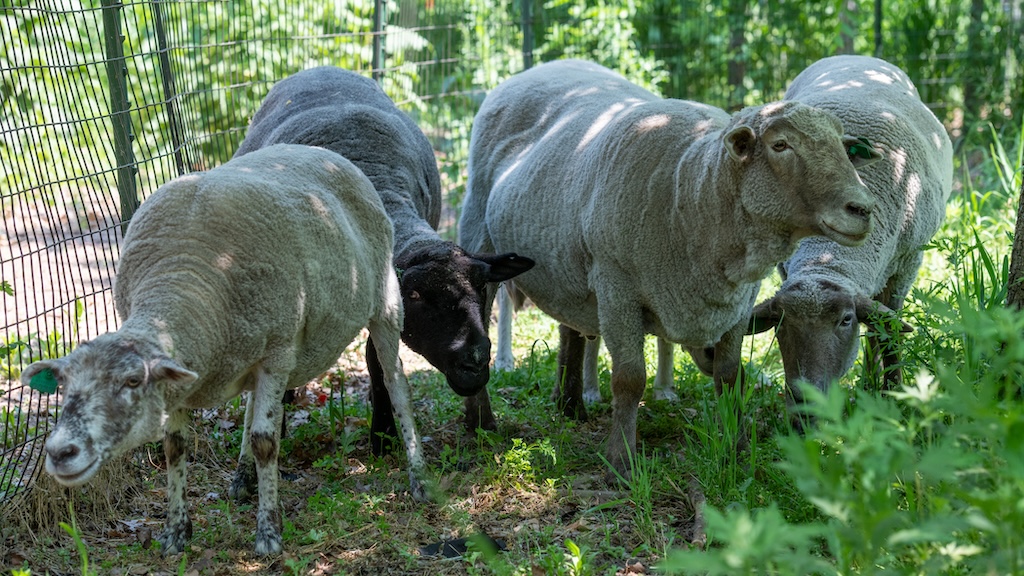 Have Ewe Herd? There Are Sheep on Governors Island — and We Paid Them a Visit!