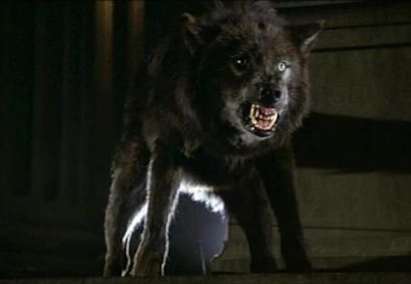 New York on Film Screening of Cult Classic “Wolfen” Will Be a Howlin’ Good Time 