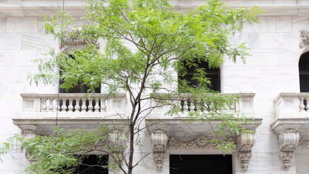 Buttonwood tree outside New York Stock Exchange