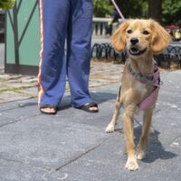 A Dog-Friendly Guide to Downtown