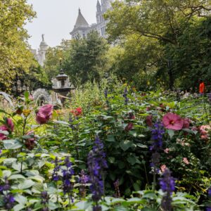 Letter of Recommendation: City Hall Park
