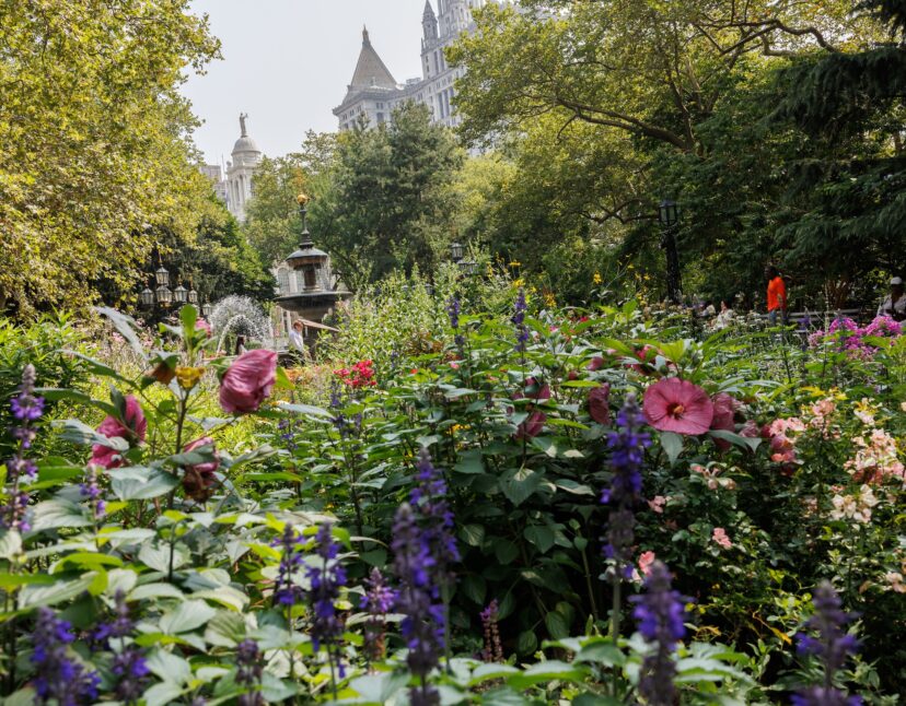 Letter of Recommendation: City Hall Park