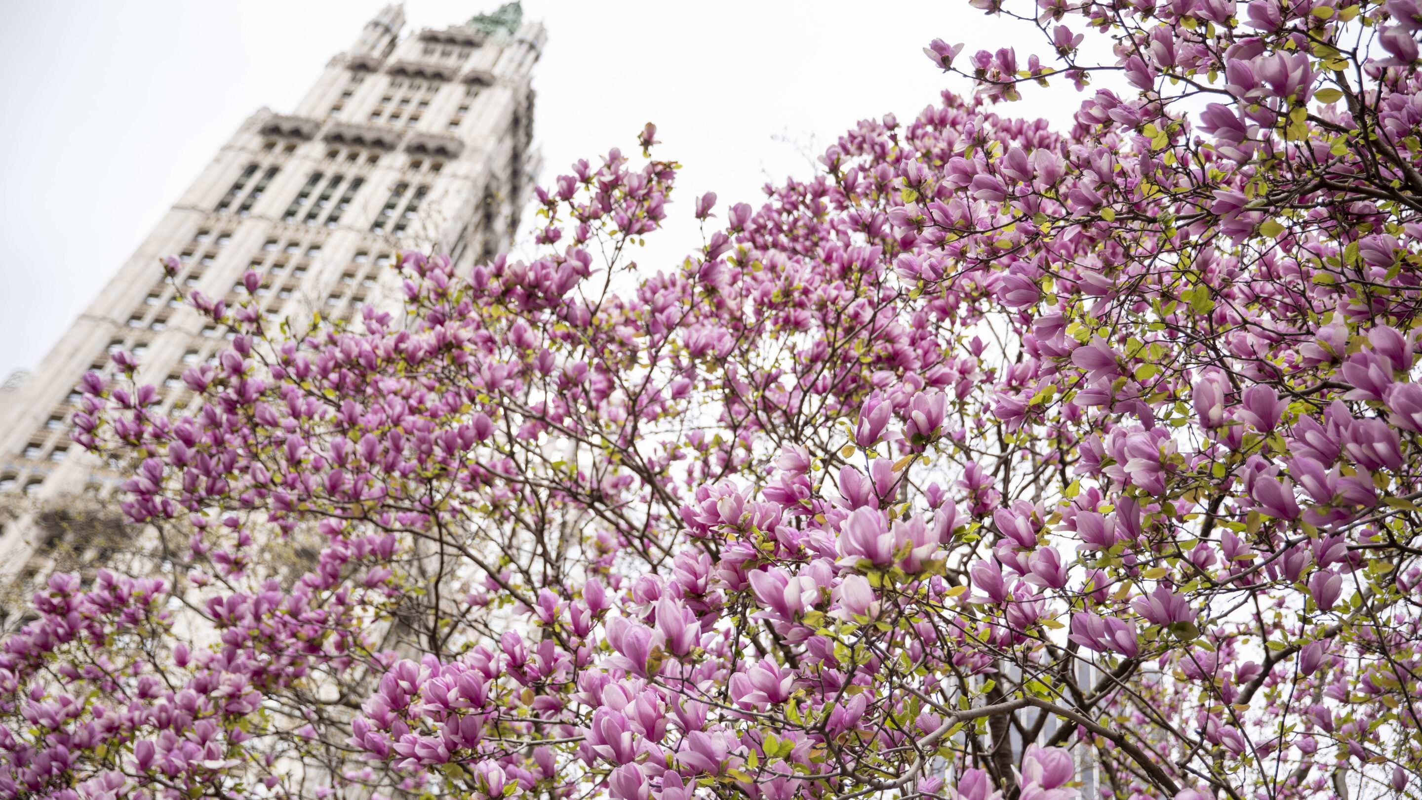 Lower Manhattan Residential Inventory, Q4 2025