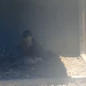 FLUFFY BABY BIRD ALERT