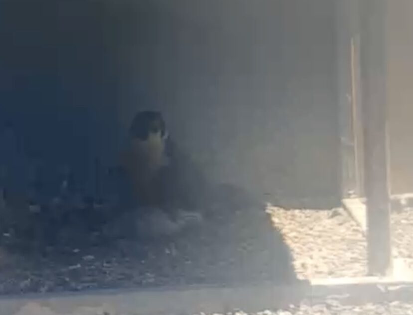 FLUFFY BABY BIRD ALERT