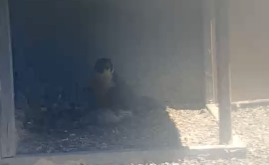 FLUFFY BABY BIRD ALERT