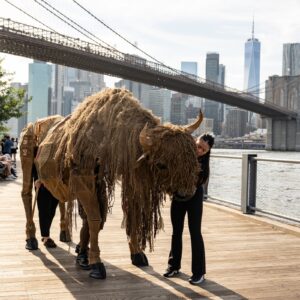 The Buffalo Are Coming, the Buffalo Are Coming