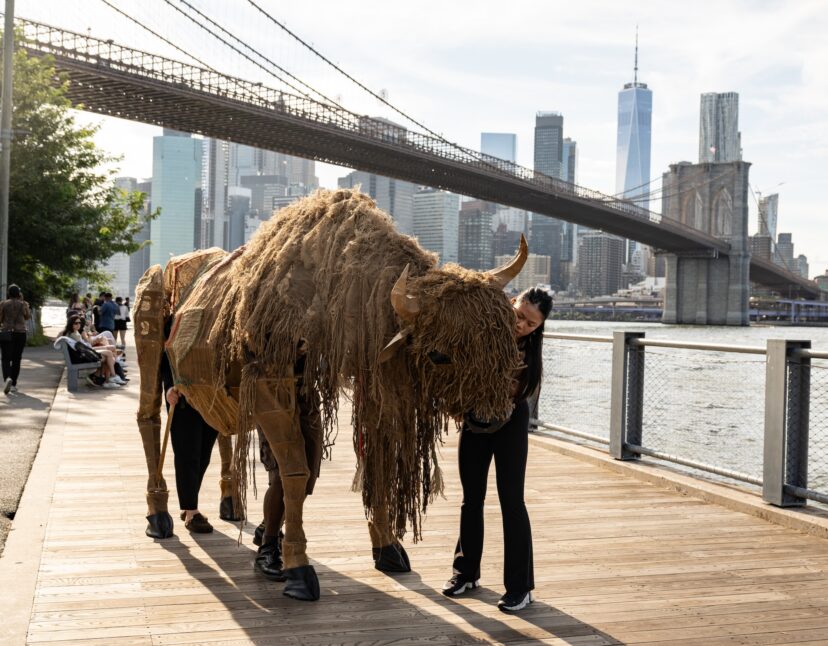 The Buffalo Are Coming, the Buffalo Are Coming