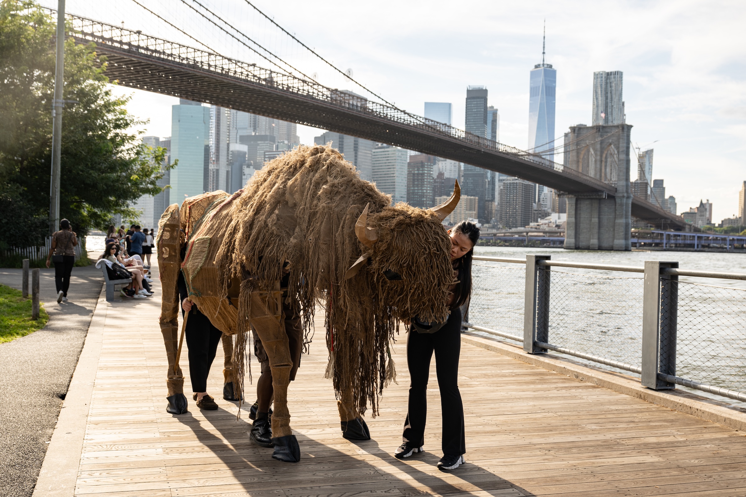 The Buffalo Are Coming, the Buffalo Are Coming